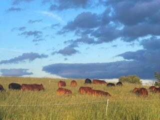South-Poll-Cattle-Cropped
