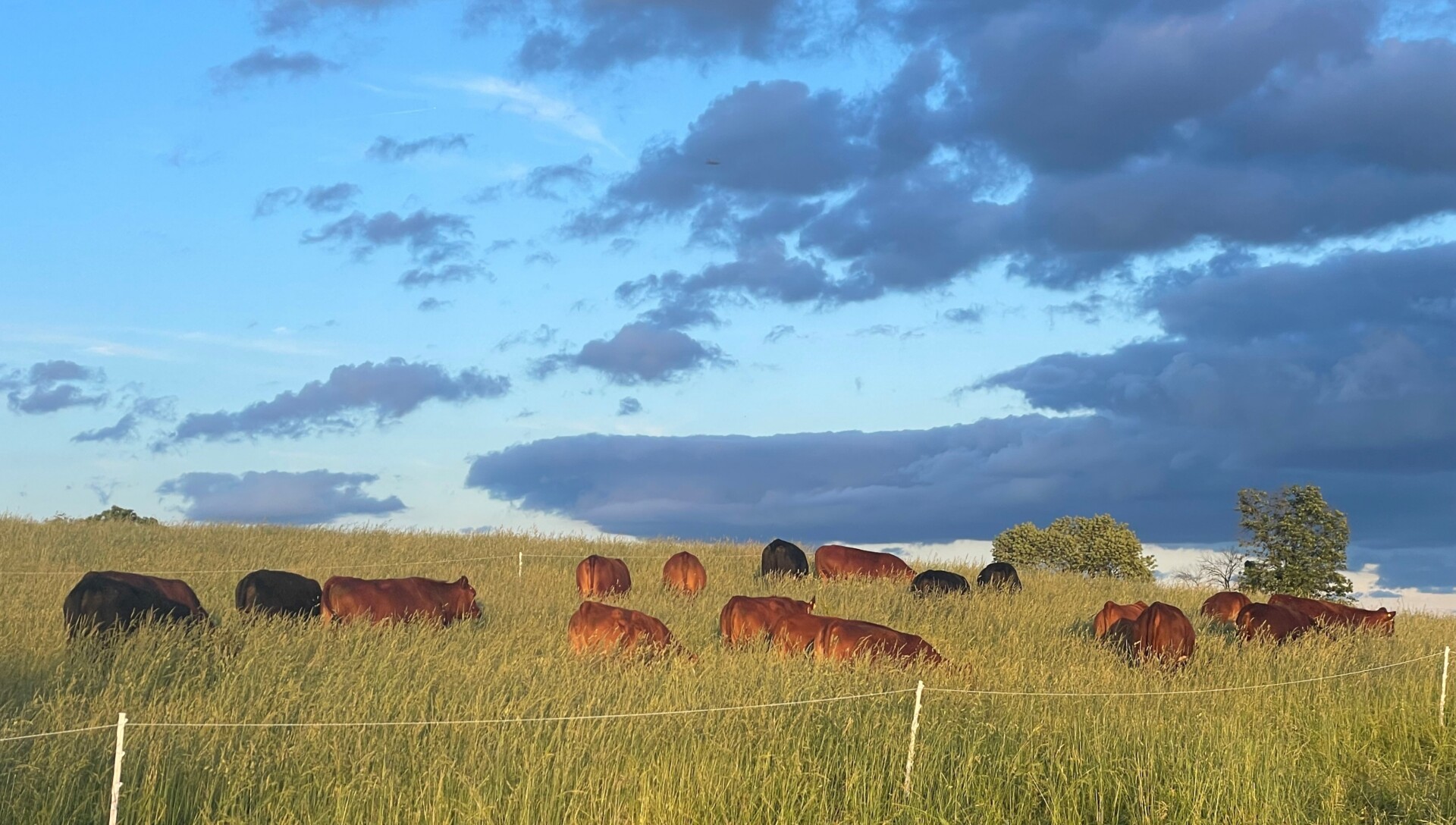Purebred Yearling Bulls