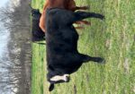 5 commercial SouthPoll yearling bulls