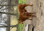 2 commercial SouthPoll yearling heifers