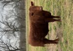 Pending – Southpoll steer