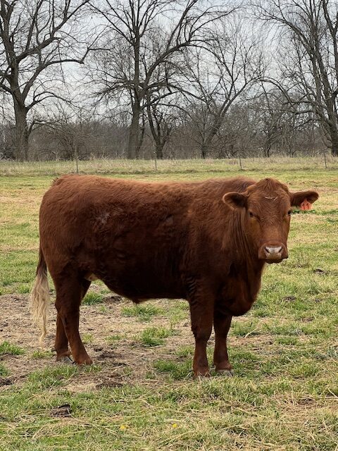 Pending – Southpoll steer