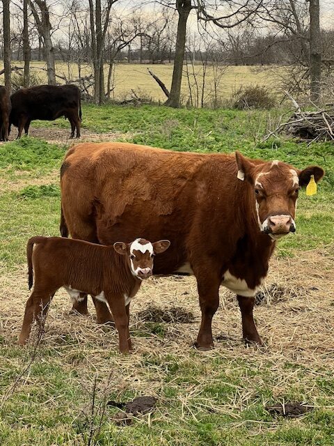 2 commercial SouthPoll pairs