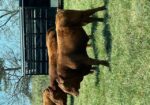 4 commercial SouthPoll yearling bulls