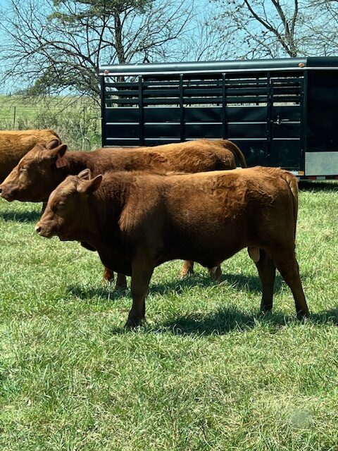 4 commercial SouthPoll yearling bulls