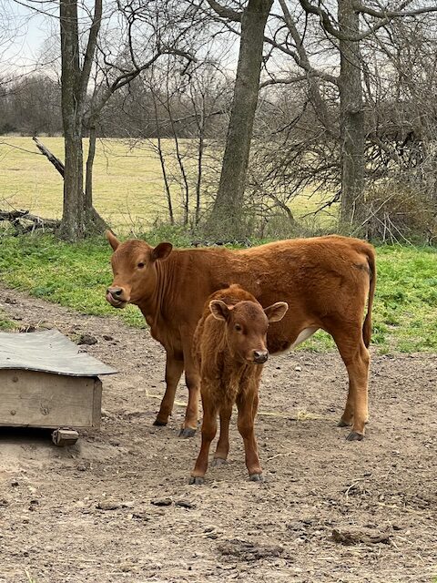2 commercial SouthPoll yearling heifers