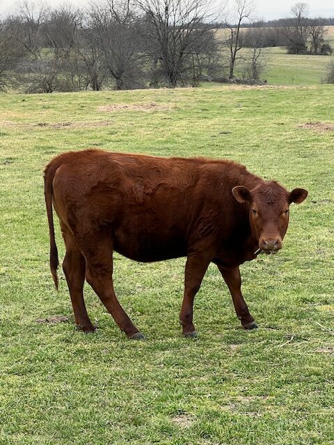 2 commercial SouthPoll yearling heifers