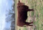 Pending – Southpoll steer