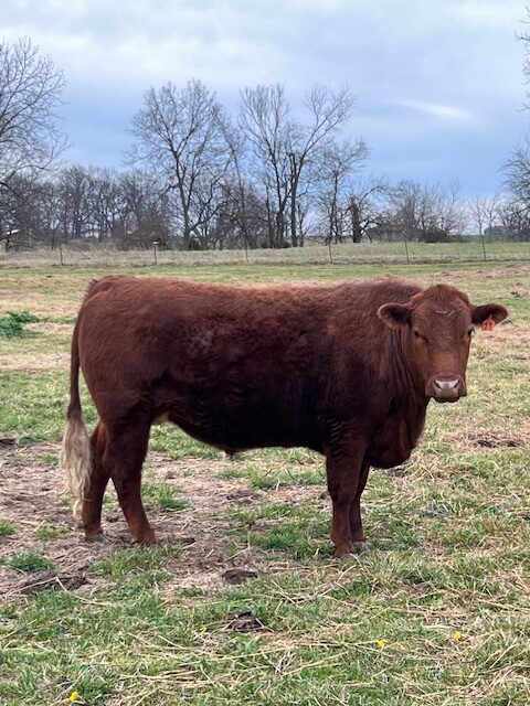 Pending – Southpoll steer