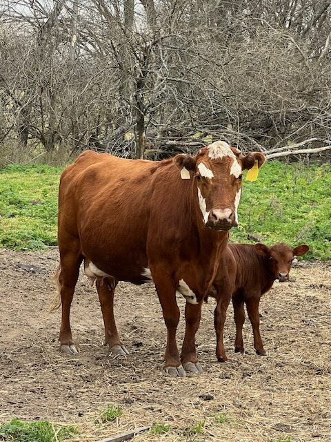 2 commercial SouthPoll pairs