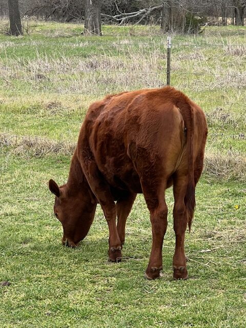 2 commercial SouthPoll yearling heifers