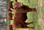5 commercial SouthPoll yearling bulls