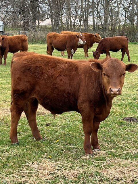 5 commercial SouthPoll yearling bulls