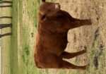 5 commercial SouthPoll yearling bulls