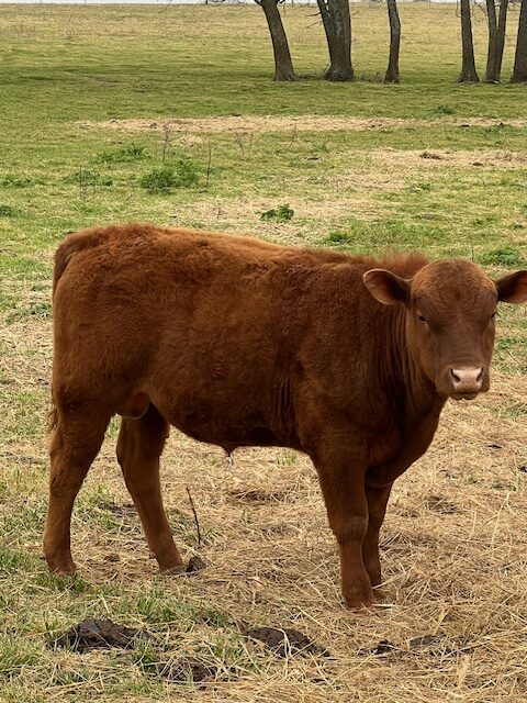 5 commercial SouthPoll yearling bulls