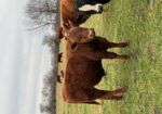 5 commercial SouthPoll yearling bulls