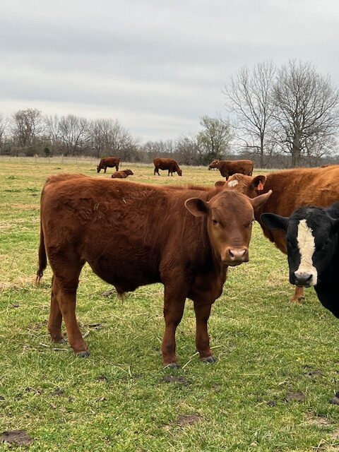 5 commercial SouthPoll yearling bulls