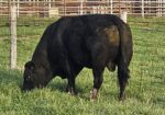 South Poll Bull – Homozygous Black