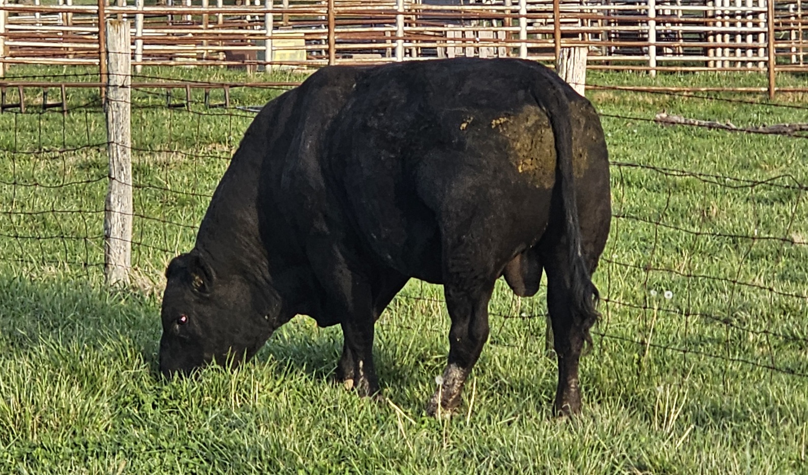 South Poll Bull – Homozygous Black