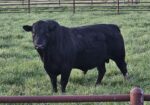 South Poll Bull – Homozygous Black