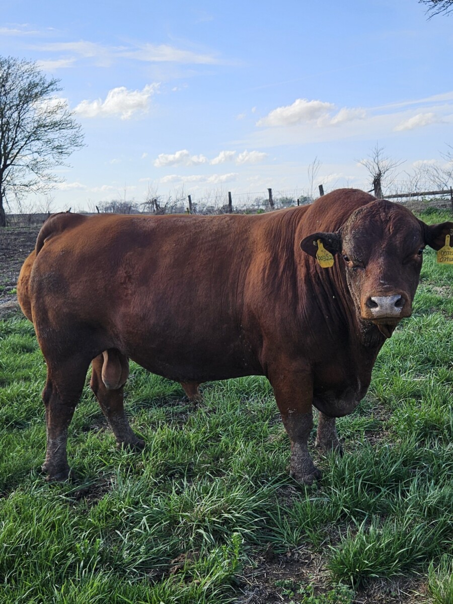 4 year old fullblood bull.