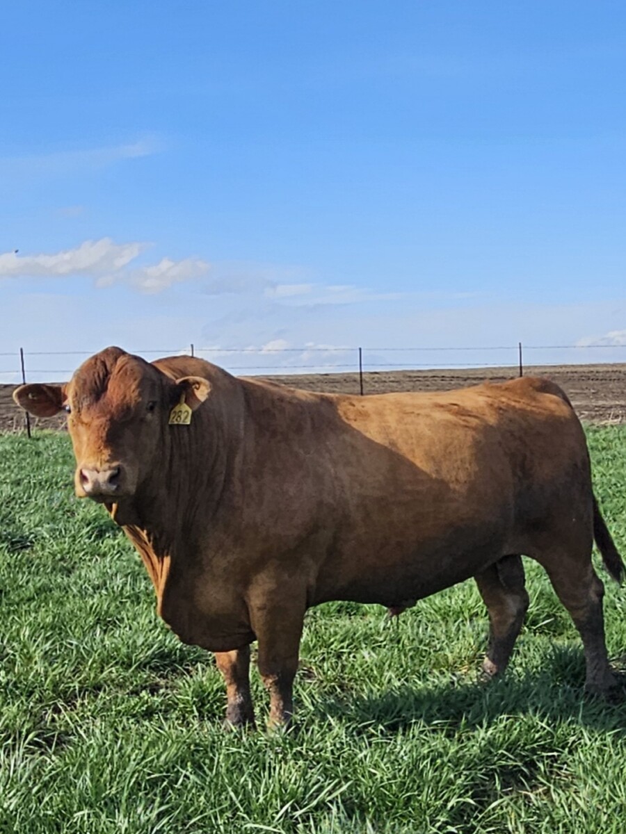 4 year old 87.5% bull