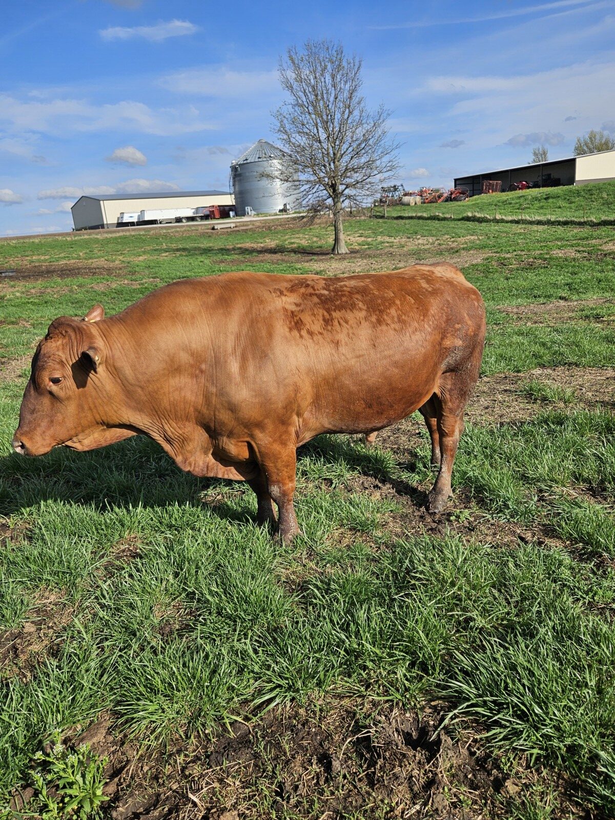 4 year old fullblood bull