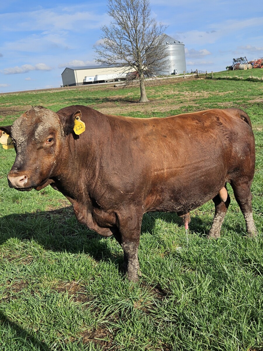 4 year old percentage bull