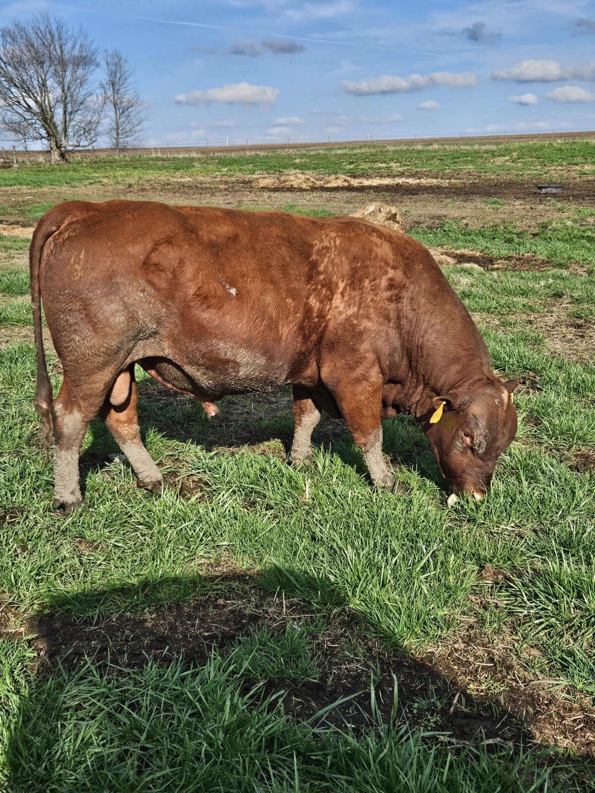 4 year old fullblood bull