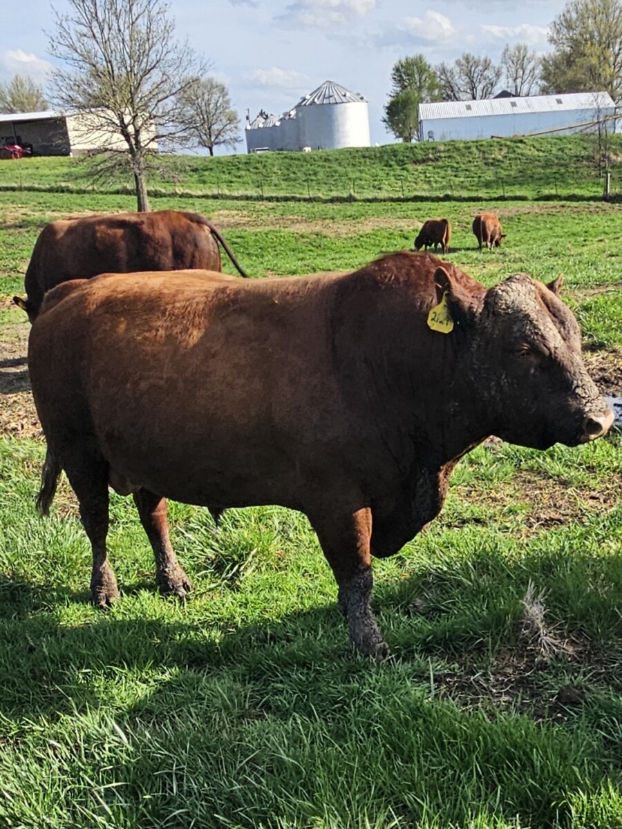 5 year old fullblood bull