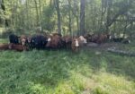15 – 17 Steers (Average about 500lbs)