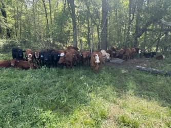 15 – 17 Steers (Average about 500lbs)