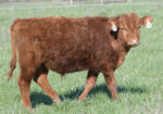 Purebred Yearling Bulls