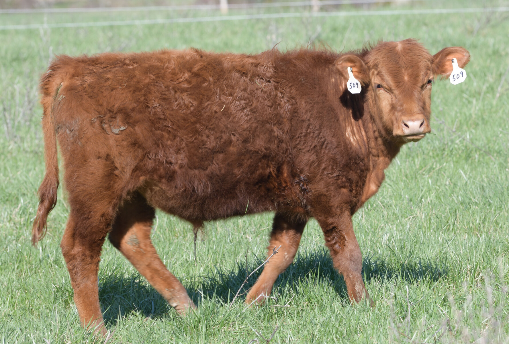 Purebred Yearling Bulls