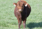 Purebred Yearling Bulls