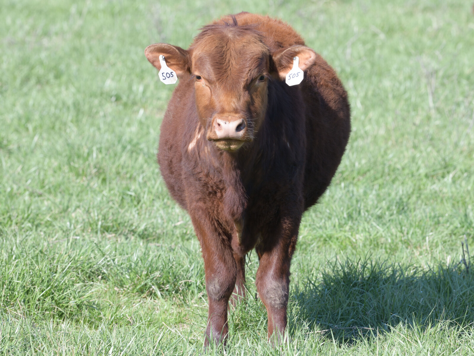 Purebred Yearling Bulls