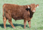 Purebred Yearling Bulls