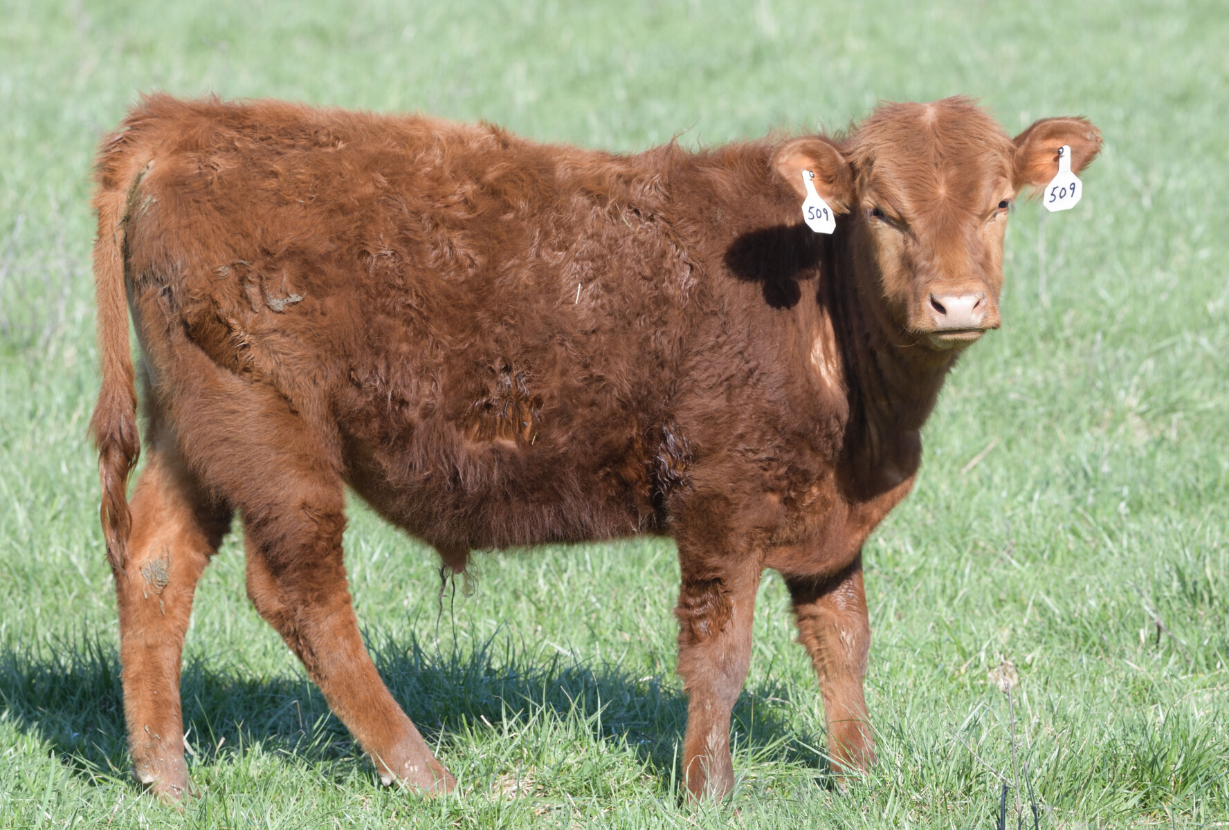 Purebred Yearling Bulls