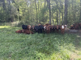 15 – 17 Steers (Average about 500lbs)