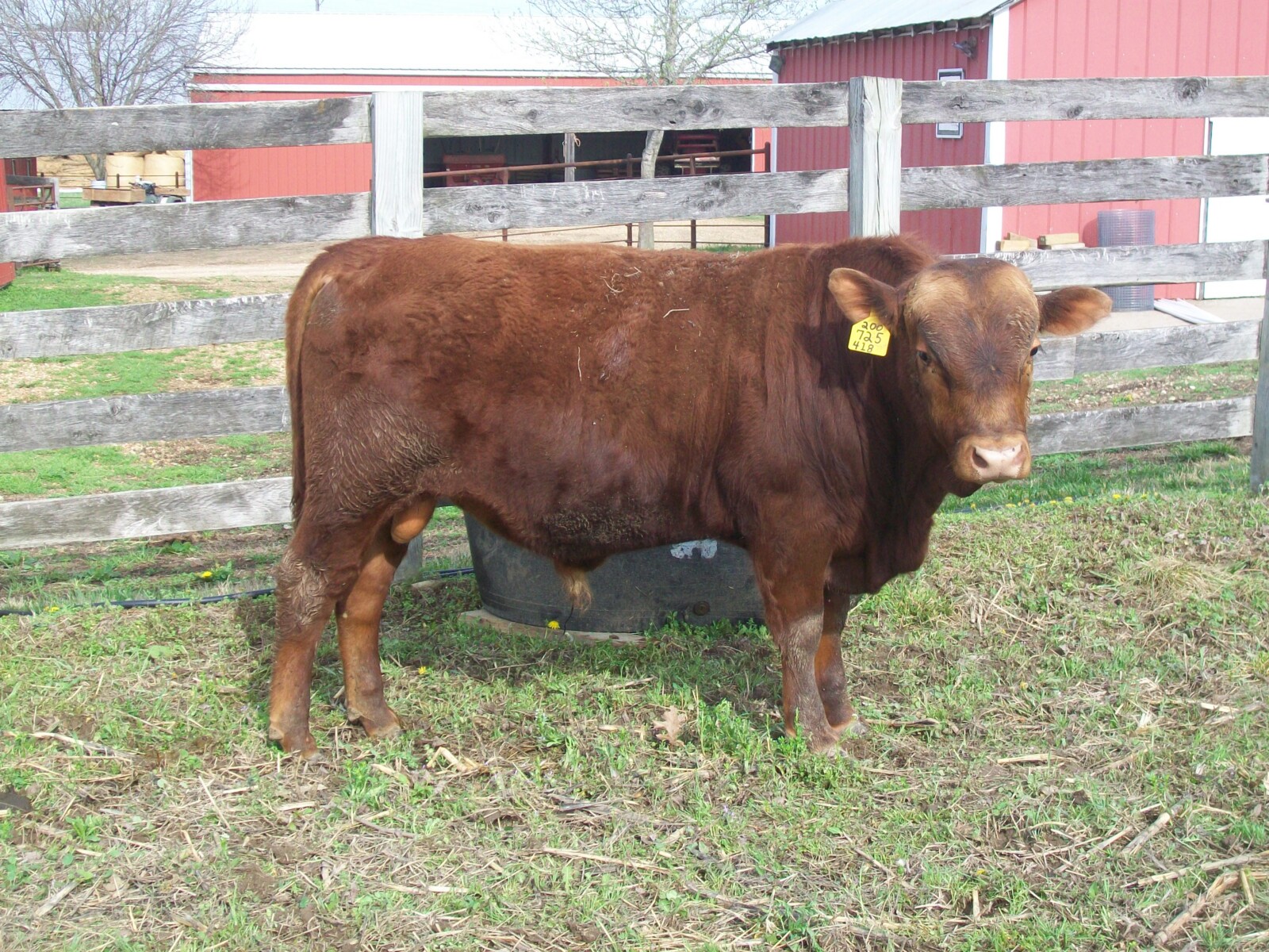 Bulls for sale