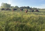 15 – 17 Steers (Average about 500lbs)