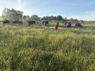 15 – 17 Steers (Average about 500lbs)