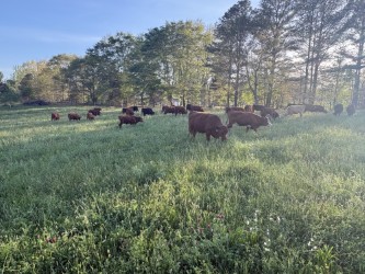 15 – 17 Steers (Average about 500lbs)