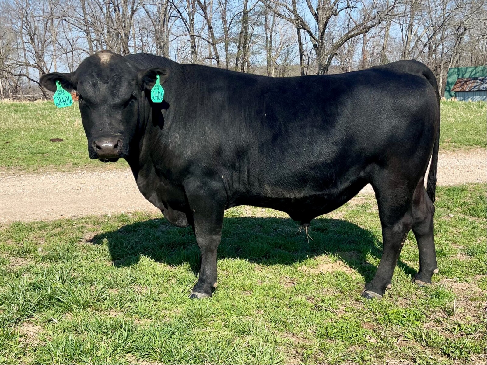 1 Full Blood and 2 percentage bulls