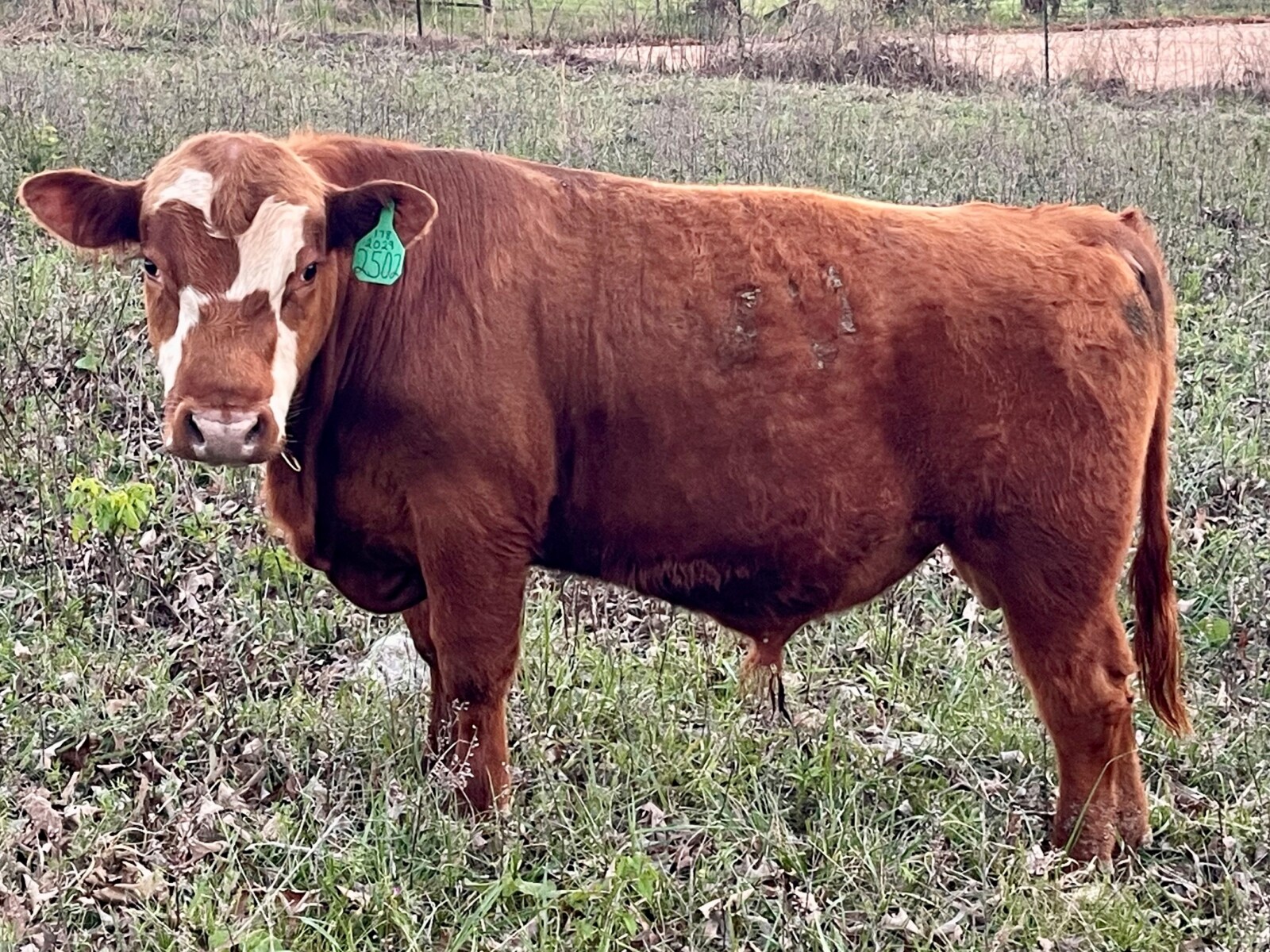 1 Full Blood and 2 percentage bulls