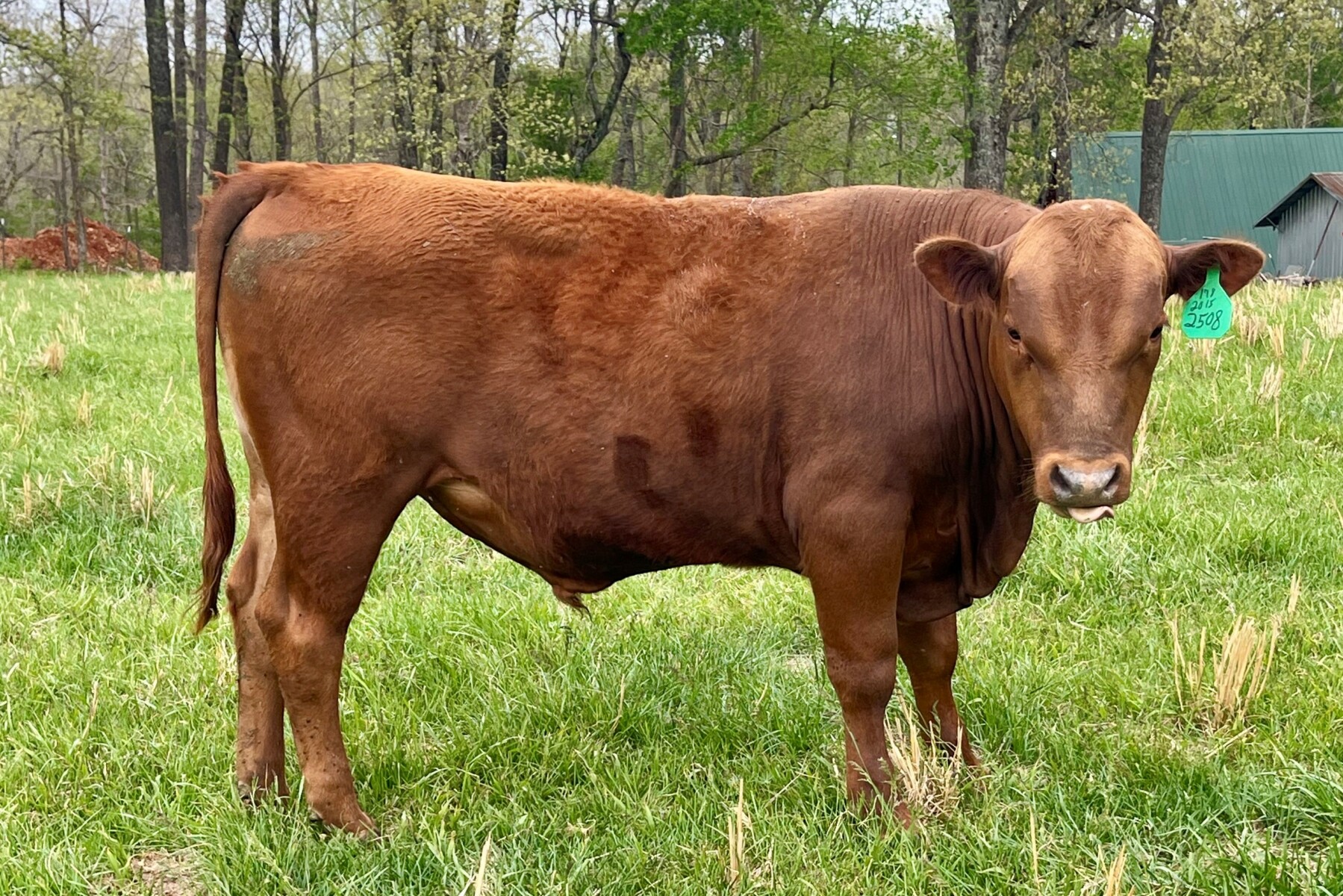 1 Full Blood and 2 percentage bulls