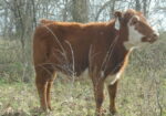 Year old Heifers for sale