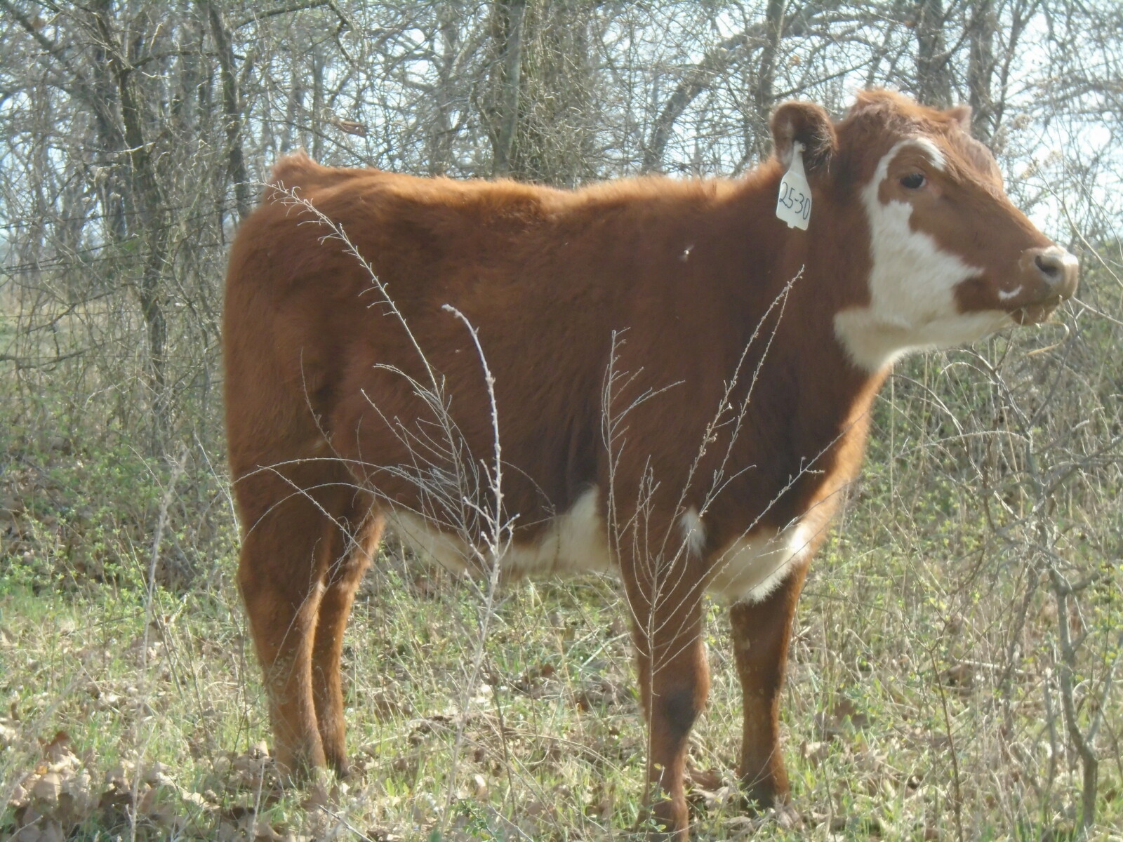Year old Heifers for sale