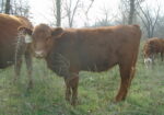 Year old Heifers for sale