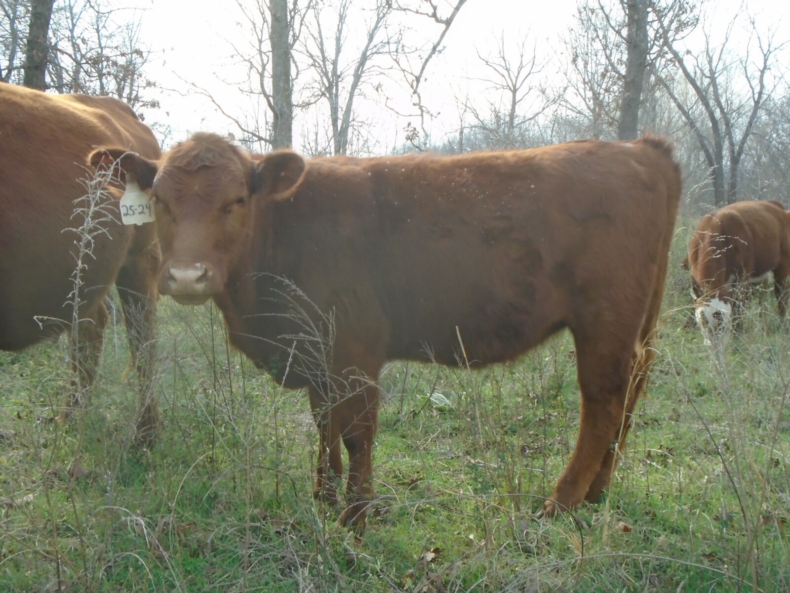 Year old Heifers for sale